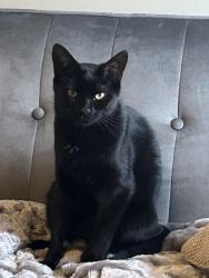 Lost Female Cat last seen Woodspring drive, Powell ohio, Powell, OH 43065