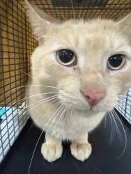 Shelter Stray Male Cat last seen Near Hargrove Court, GLEN BURNIE, MD, 21060, 411 Maxwell Frye Rd, Millersville, MD 21108, USA