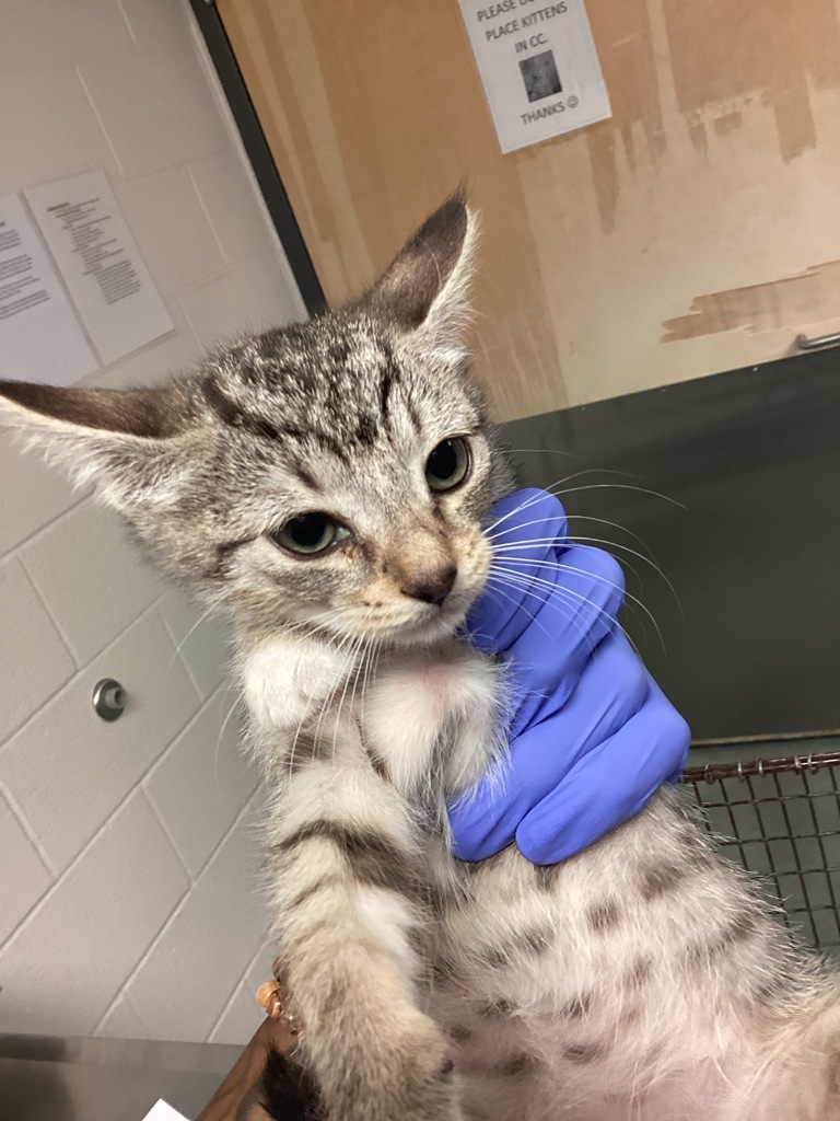 Shelter Stray Female Cat last seen Onyx Lane, KNIGHTDALE, NC, 27545, 820 Beacon Lake Dr, Raleigh, NC 27610, USA