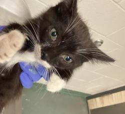 Shelter Stray Male Cat last seen Onyx Lane, KNIGHTDALE, NC, 27545, 820 Beacon Lake Dr, Raleigh, NC 27610, USA