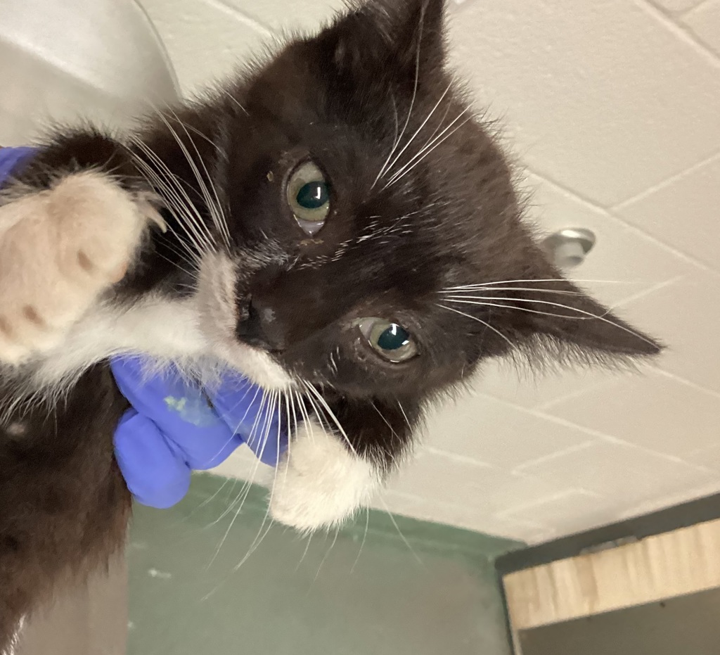 Shelter Stray Male Cat last seen Onyx Lane, KNIGHTDALE, NC, 27545, 820 Beacon Lake Dr, Raleigh, NC 27610, USA