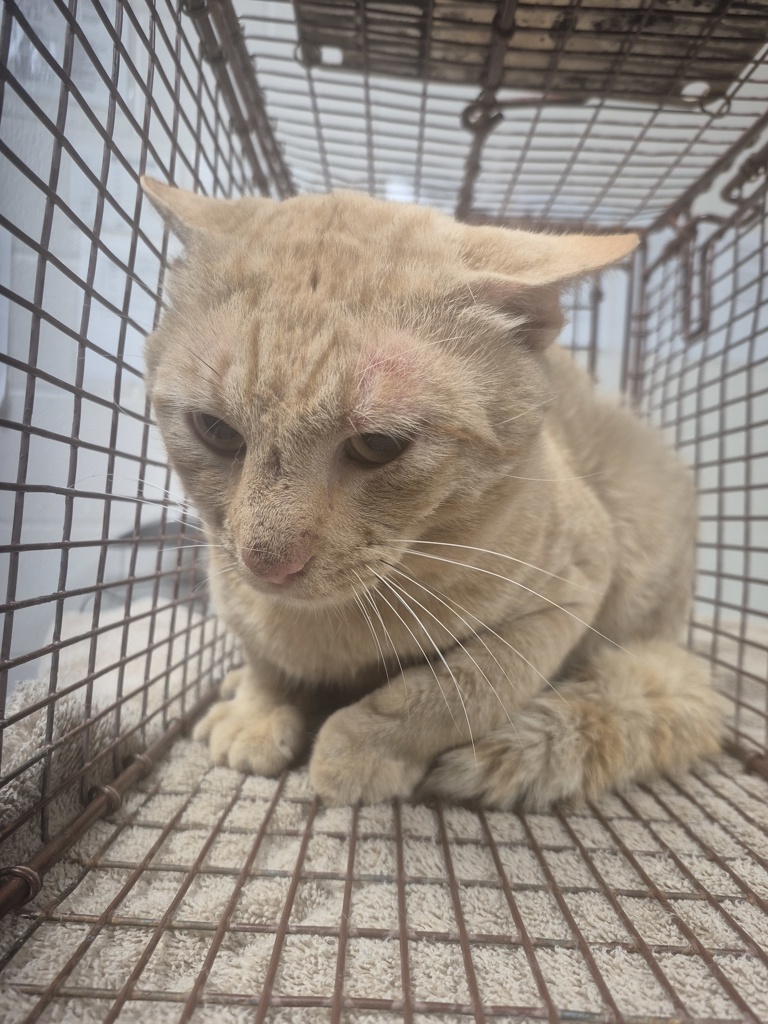 Shelter Stray Male Cat last seen ZEBULON, NC, 27597, 820 Beacon Lake Dr, Raleigh, NC 27610, USA