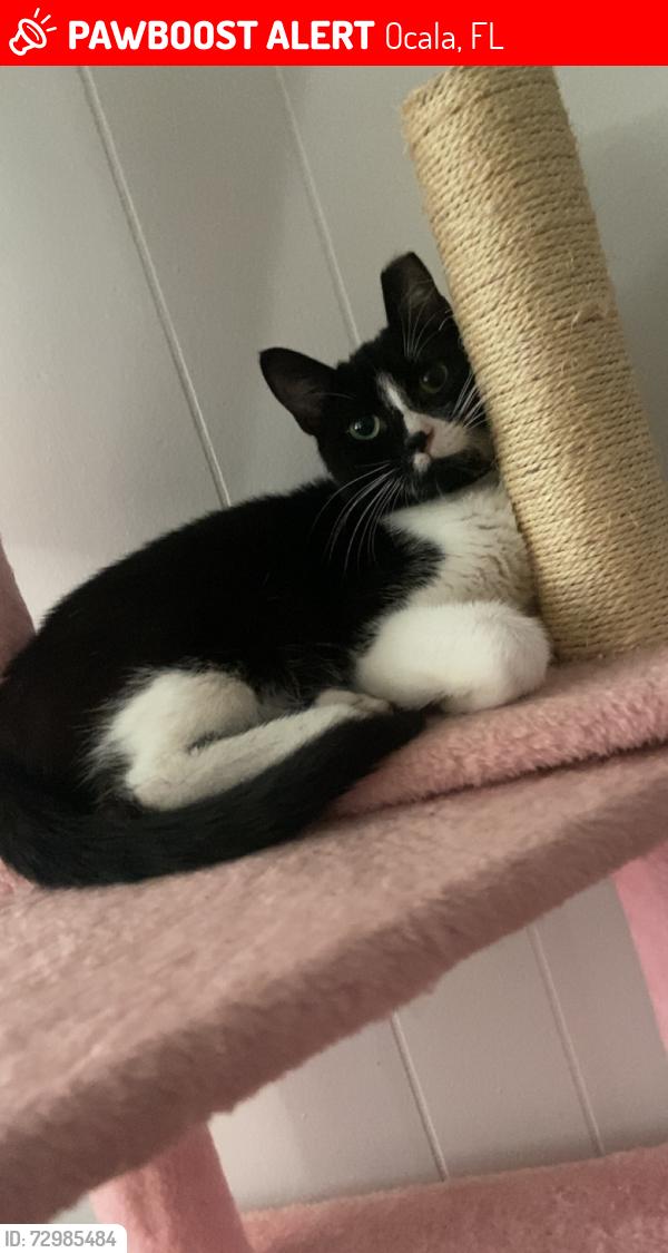 Lost Male Cat last seen SE 1st Avenue next to RaceTrac and Mr. Clean Car Wash, Ocala, FL 34471