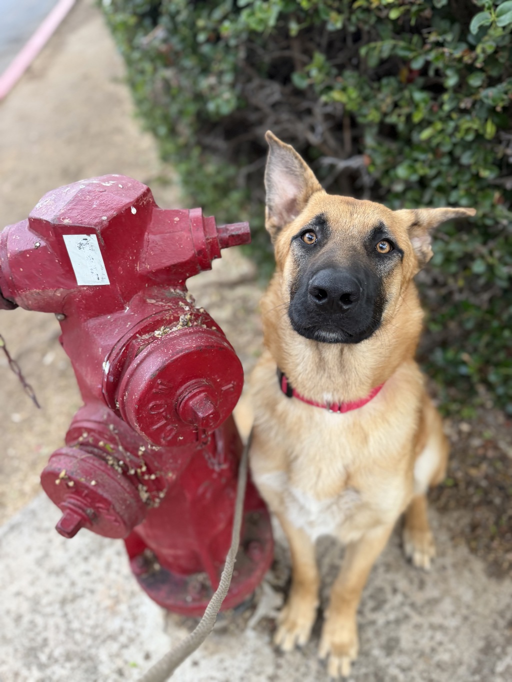 Shelter Stray Male Dog last seen 10th Street, Imperial Beach, CA, 91932, 5500 Gaines St, San Diego, CA 92110, USA