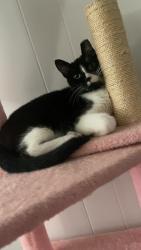 Lost Male Cat last seen SE 1st Avenue next to RaceTrac and Mr. Clean Car Wash, Ocala, FL 34471