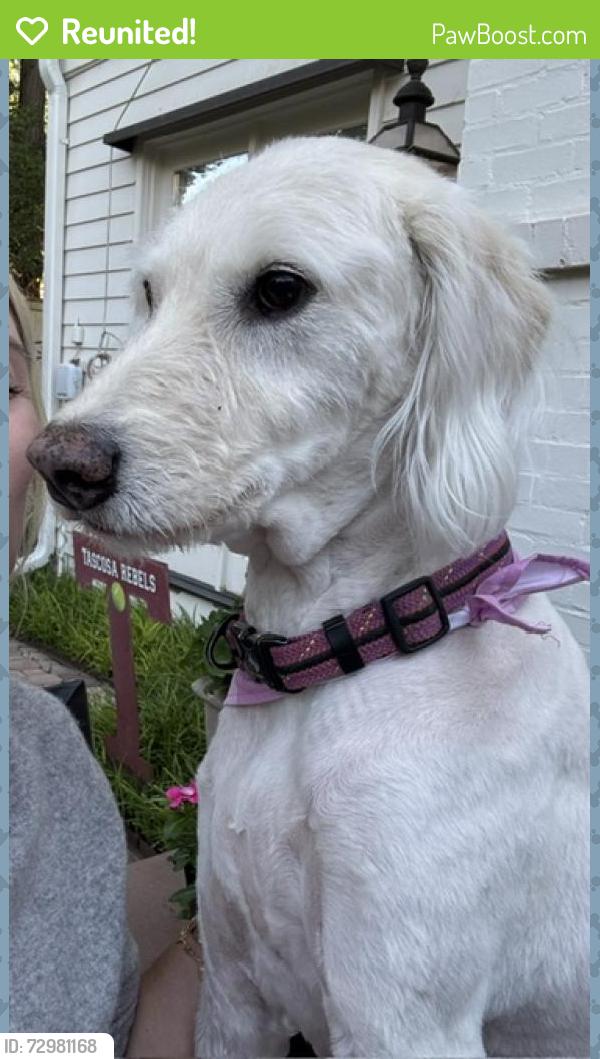 Reunited Female Dog last seen 30th & Hughes, Amarillo, TX 79109