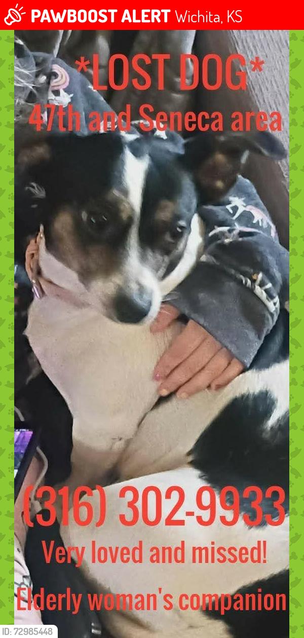 Lost Female Dog last seen 47th and seneca, Wichita, KS 67217