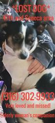 Lost Female Dog last seen 47th and seneca, Wichita, KS 67217