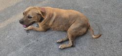 Lost Female Dog last seen Sienna Point, Missouri City, TX 77459