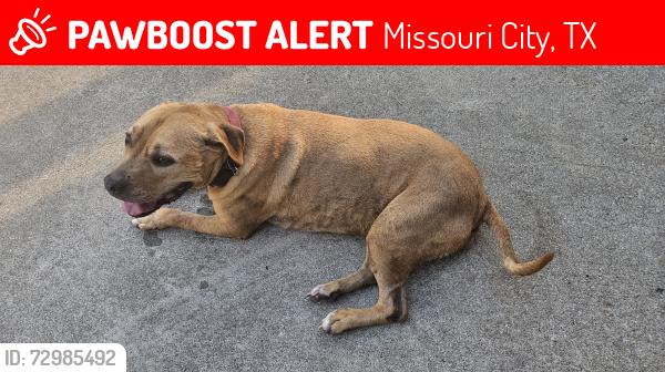 Lost Female Dog last seen Sienna Point, Missouri City, TX 77459