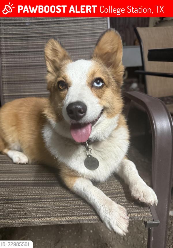 Lost Male Dog last seen Barracks, College Station, TX 77845
