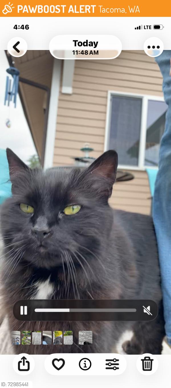 Found/Stray Female Cat last seen 74th & Tacoma Ave S, Tacoma, WA 98408