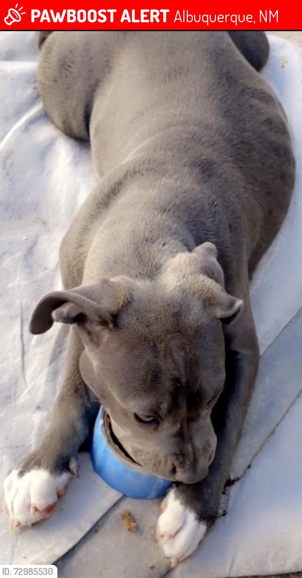 Lost Female Dog last seen Central, Albuquerque, NM 87105