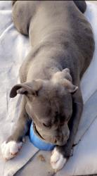 Lost Female Dog last seen Central, Albuquerque, NM 87105