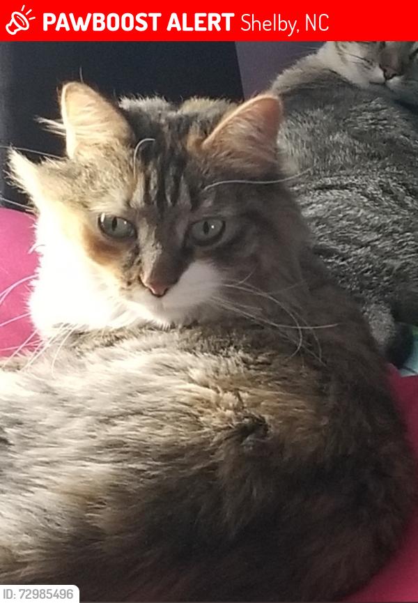 Lost Female Cat last seen Near Taylor RD , Shelby, NC 28152