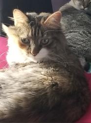 Lost Female Cat last seen Near Taylor RD , Shelby, NC 28152
