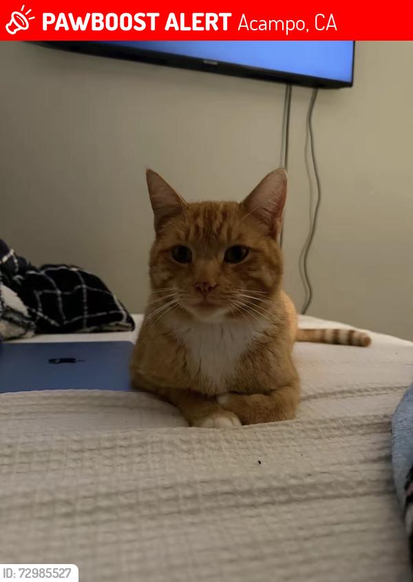 Lost Male Cat last seen Near Oakview elementary school , Acampo, CA 95220