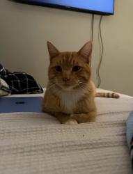 Lost Male Cat last seen Near Oakview elementary school , Acampo, CA 95220