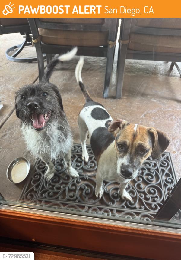 Found/Stray Unknown Dog last seen Middleton Way, San Diego, CA 92109