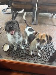 Found/Stray Unknown Dog last seen Middleton Way, San Diego, CA 92109