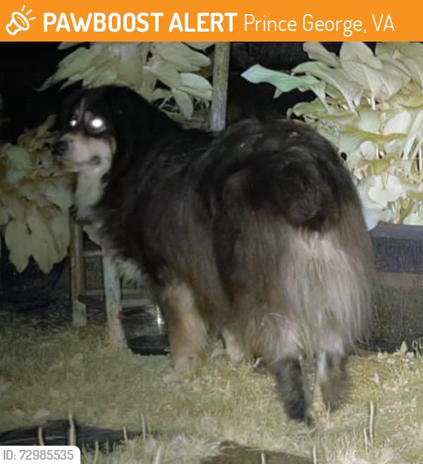 Found/Stray Unknown Dog last seen Been seen all over the area., Prince George, VA 23875