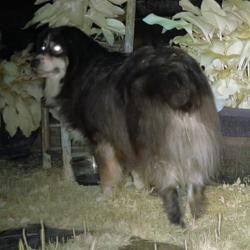 Found/Stray Unknown Dog last seen Been seen all over the area., Prince George, VA 23875