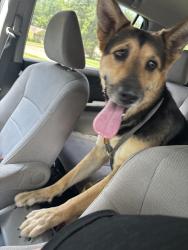 Found/Stray Female Dog last seen Tatum and Given, Memphis, TN 38122