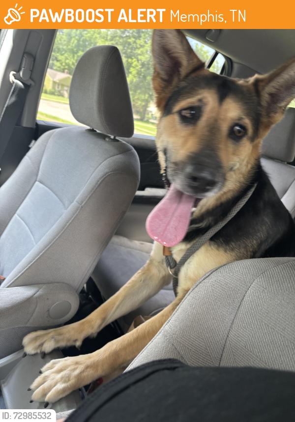Found/Stray Female Dog last seen Tatum and Given, Memphis, TN 38122