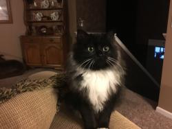 Reunited Female Cat last seen Casalona sunflower rd, Grand Chute, WI 54914