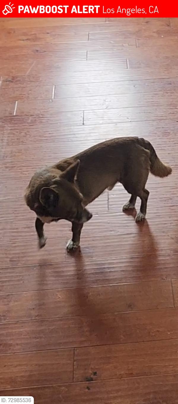 Lost Male Dog last seen Slauson and Main, Los Angeles, CA 90003