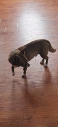 Lost Male Dog last seen Slauson and Main, Los Angeles, CA 90003