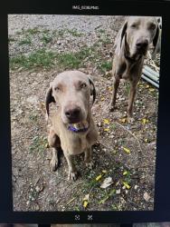 Lost Male Dog last seen the corner of Travis Road and N Vermillion Ave, Cameron County, TX 78521