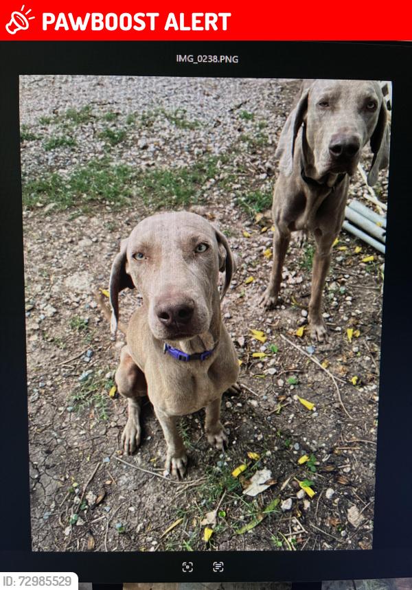 Lost Male Dog last seen the corner of Travis Road and N Vermillion Ave, Cameron County, TX 78521