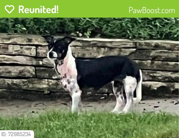 Reunited Female Dog last seen School and Julian, Naperville, IL 60540