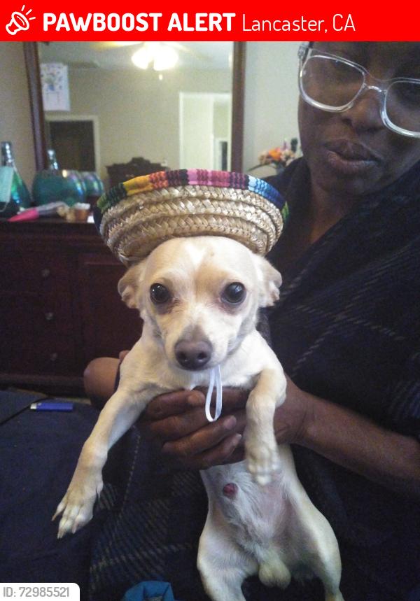 Lost Male Dog last seen Lancaster Blvd, Lancaster, CA 93536