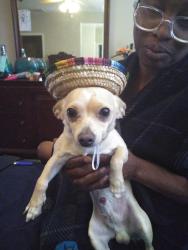 Lost Male Dog last seen Lancaster Blvd, Lancaster, CA 93536