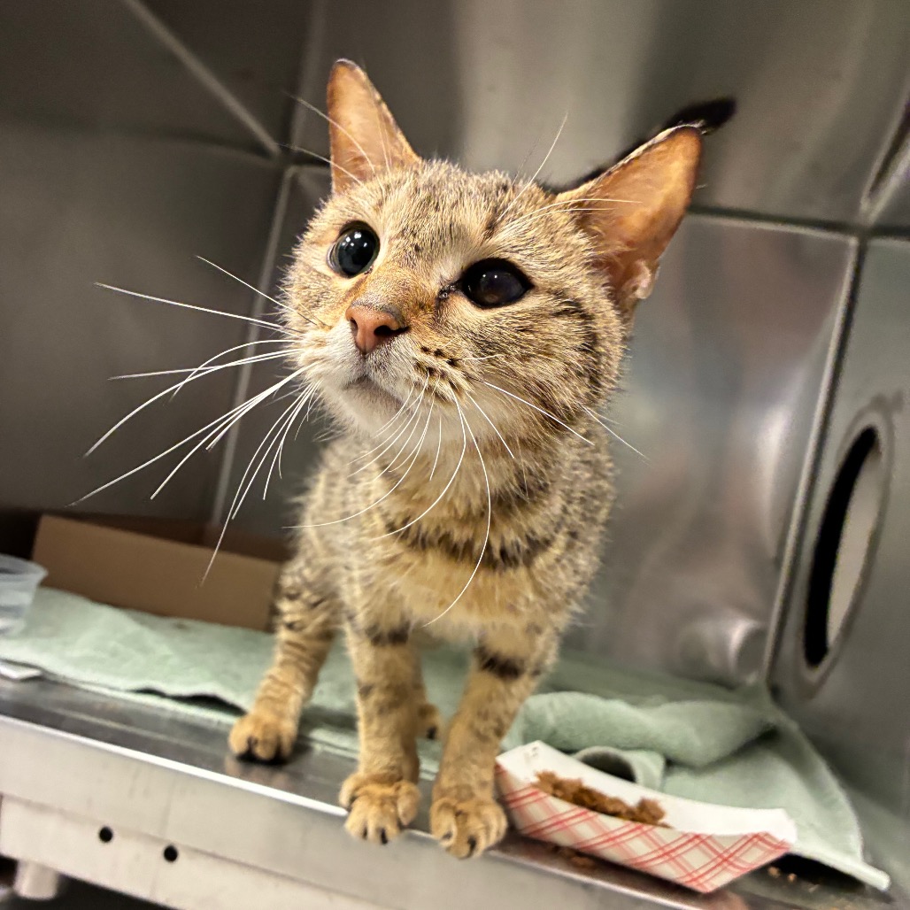 Shelter Stray Male Cat last seen , Animal Care & Control Team of Philly, 111 W Hunting Park Ave, Philadelphia, PA 19140, USA