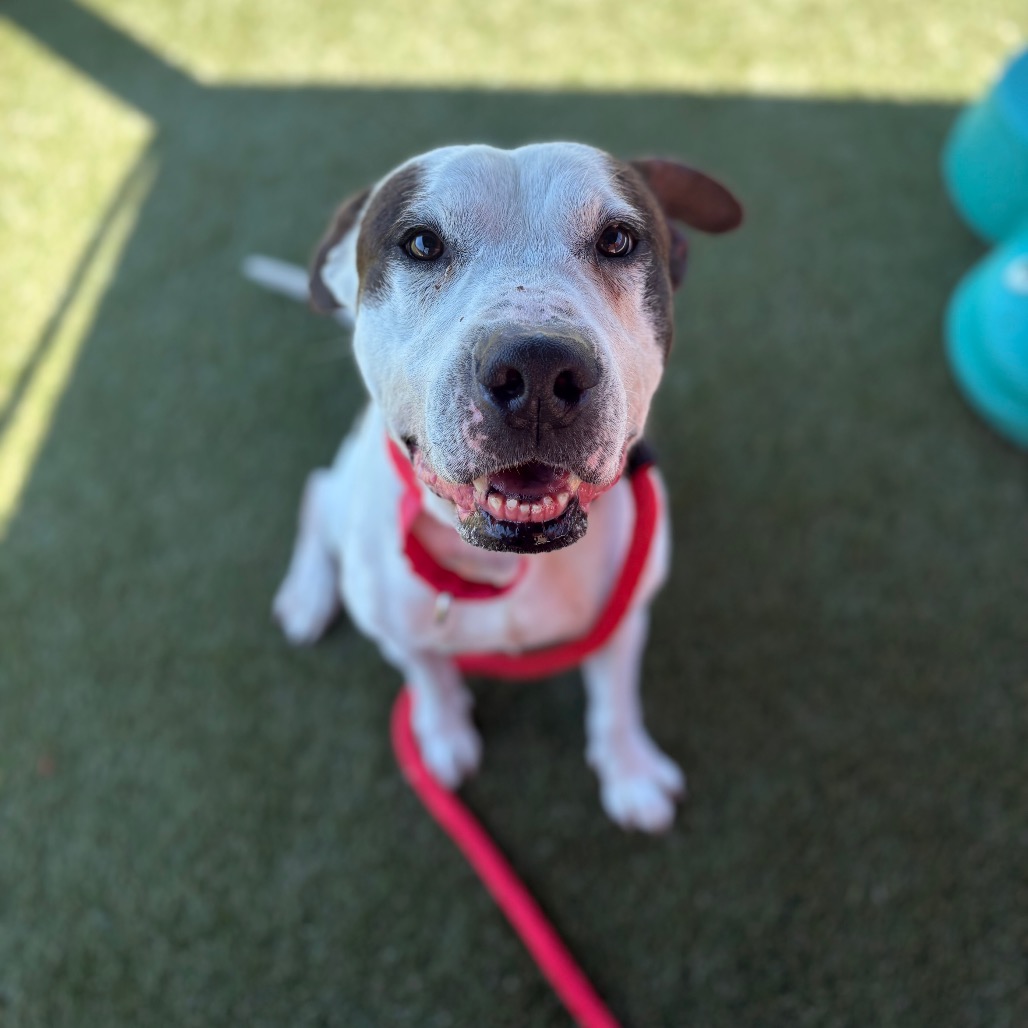 Shelter Stray Male Dog last seen , Animal Care & Control Team of Philly, 111 W Hunting Park Ave, Philadelphia, PA 19140, USA