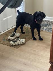 Reunited Female Dog last seen Thronbrook, 매리에타, GA 30066
