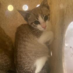 Shelter Stray Unknown Cat last seen , 2350 Appling City Cove, Memphis, TN 38133, USA
