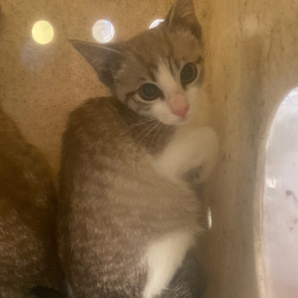 Shelter Stray Unknown Cat last seen , 2350 Appling City Cove, Memphis, TN 38133, USA