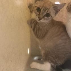 Shelter Stray Unknown Cat last seen , 2350 Appling City Cove, Memphis, TN 38133, USA