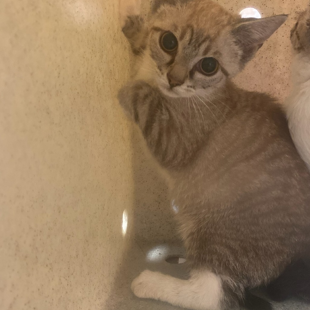 Shelter Stray Unknown Cat last seen , 2350 Appling City Cove, Memphis, TN 38133, USA
