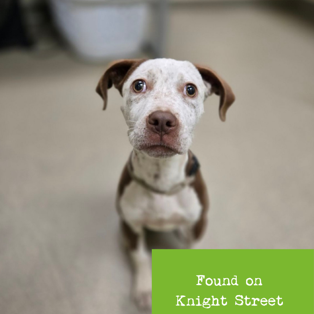 Shelter Stray Female Dog last seen , 1211 Old Graves Mill Rd, Lynchburg, VA 24502, USA