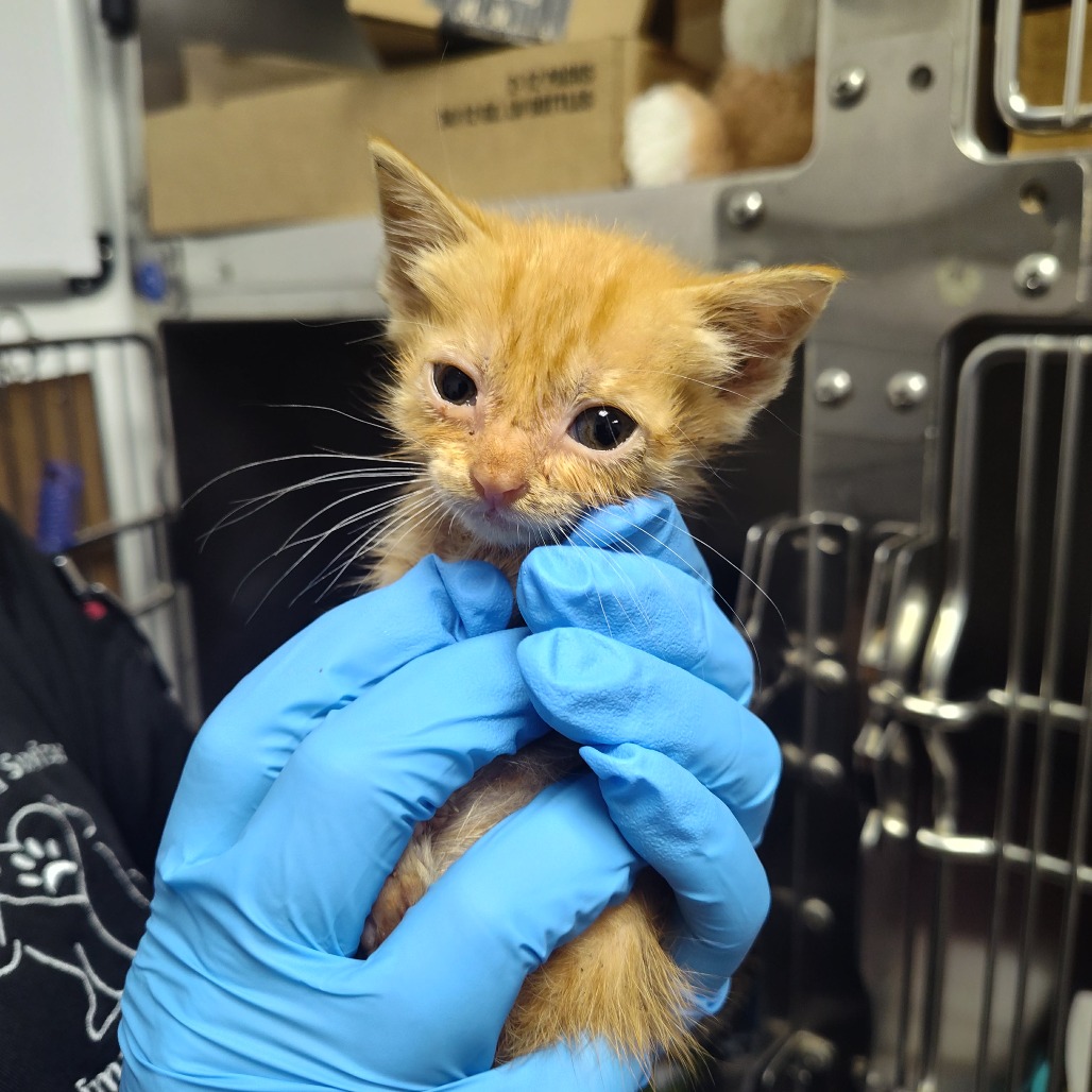 Shelter Stray Female Cat last seen , 3100 Deats Rd, Dickinson, TX 77539, USA