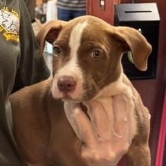 Shelter Stray Male Dog last seen , 3428 S Jenkins Ave, Norman, OK 73072, USA
