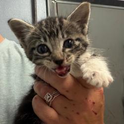 Shelter Stray Female Cat last seen , 141 Canna Ln, Lake Jackson, TX 77566, USA