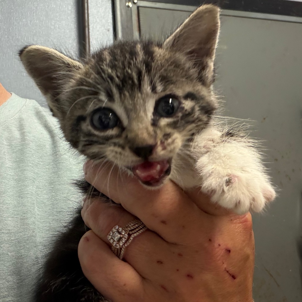 Shelter Stray Female Cat last seen , 141 Canna Ln, Lake Jackson, TX 77566, USA