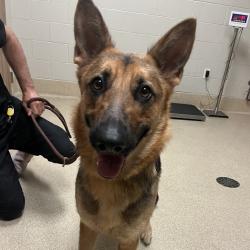 Shelter Stray Female Dog last seen , 54687 Co Rd 19, Bristol, IN 46507, USA
