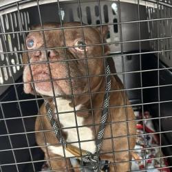 Shelter Stray Male Dog last seen , 54687 Co Rd 19, Bristol, IN 46507, USA